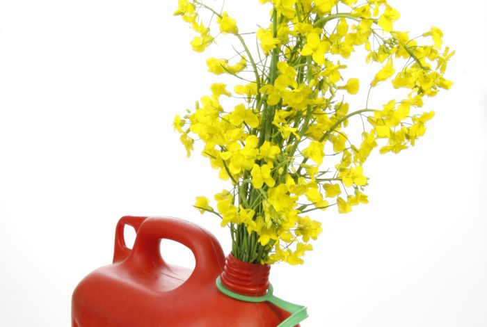 biopaliwo eurowizja