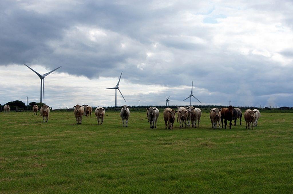 farma wiatrowa w Szkocji