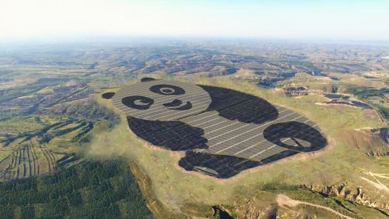 panda