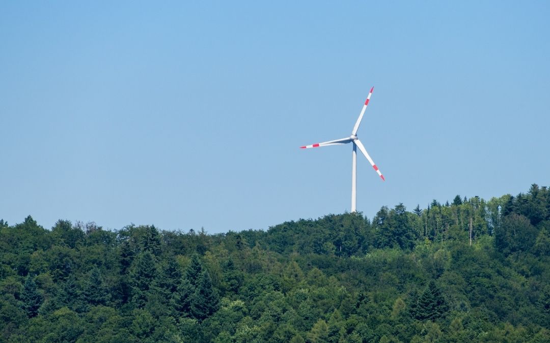 Projekt “Las Energii” miał być krokiem w stronę zielonej transformacji, ale NIK uznała go za niezgodny z prawem. Kontrola wykazała, że budowa farm wiatrowych na terenach Lasów Państwowych nie miała podstaw prawnych i wymagałaby zmiany przepisów. Sprawa wywołuje debatę o tym, jak łączyć ochronę lasów z rozwojem OZE.